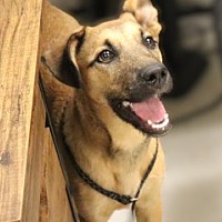 adopt a pet