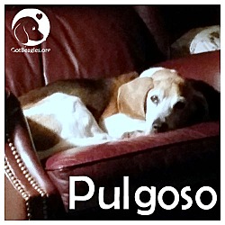 Thumbnail photo of Pulgoso #1