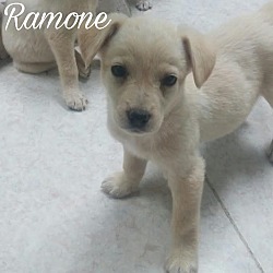 Photo of Ramone