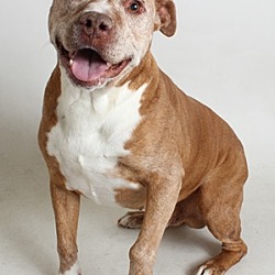 Boxer Puppies For Sale In Redding California Adoptapetcom