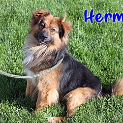 Thumbnail photo of Herman #1