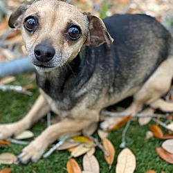 texas rescue chihuahua hill country antonio san ava
