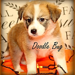 Thumbnail photo of Doodle Bug~adopted! #2