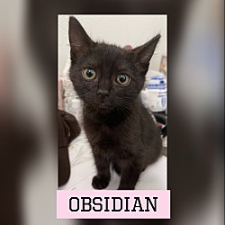 Photo of Obsidian