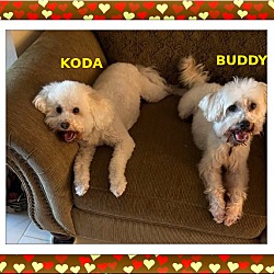 Thumbnail photo of Adopted!!Koda and Buddy - W.FL #1