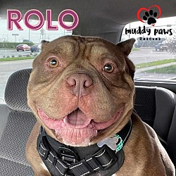 Photo of Rolo (Courtesy Post)