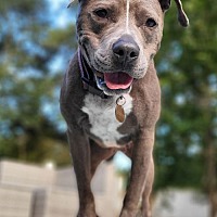 adopt a pet