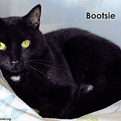 Thumbnail photo of Bootsie #4