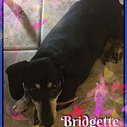 Thumbnail photo of Bridgette #2