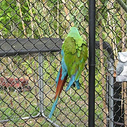 Thumbnail photo of B&G Macaw #2