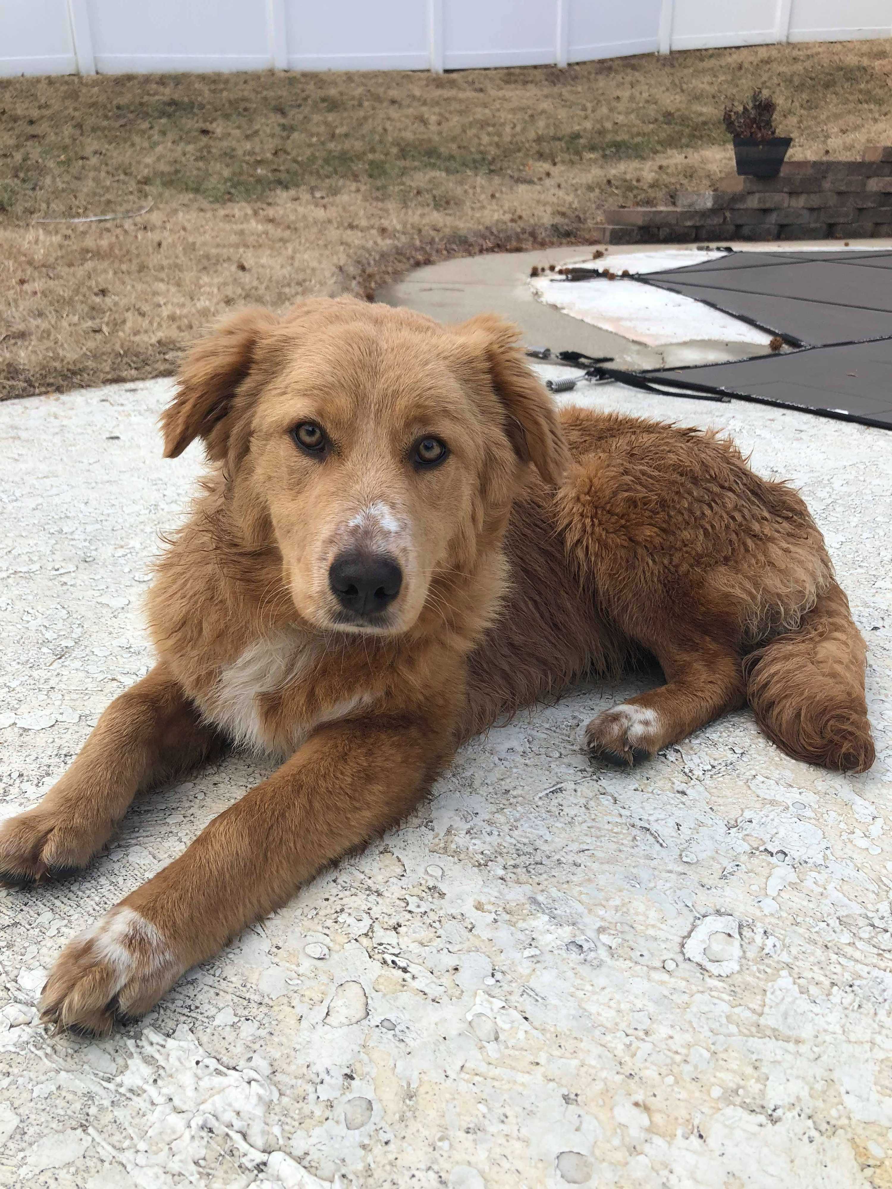St Louis Mo Golden Retriever Meet Bitsy A Pet For Adoption