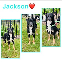 Photo of Jackson - 1.5 year old male, 64lbs