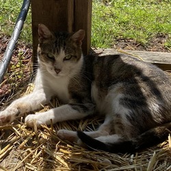 Photo of Farrah Barn Cat