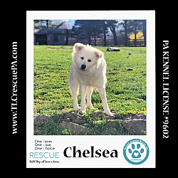 Thumbnail photo of Chelsea 061723 #2