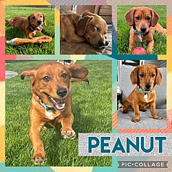 Photo of Peanut