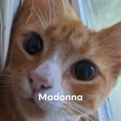 Thumbnail photo of Madonna DM* #4