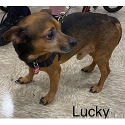 Thumbnail photo of Lucky #11 #3