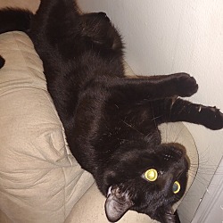 Photo of Midnight