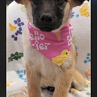 adopt a pet
