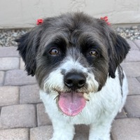 adopt-pet