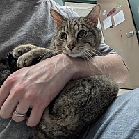 adopt a pet