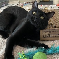 adopt a pet