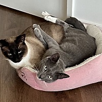 adopt a pet