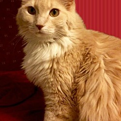 Thumbnail photo of Tinker - affectionate lap cat #4