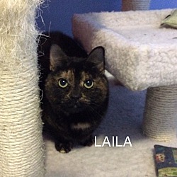 Photo of Laila