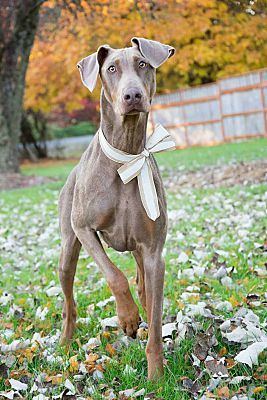 Palmdale, CA - Doberman Pinscher. Meet Grey a Pet for Adoption ...