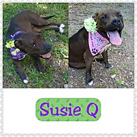 Photo of SUSIE Q