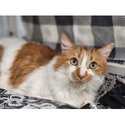Photo of CHICO