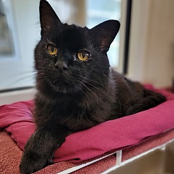 Photo of Licorice