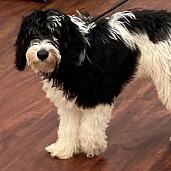 Photo of Benji