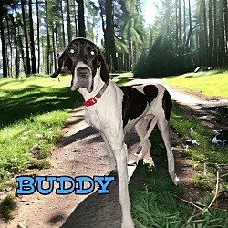 Photo of Buddy (Chief)