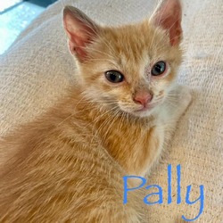 Photo of Pally