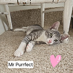 Photo of Mr Purrfect