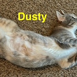 Thumbnail photo of Dusty #4