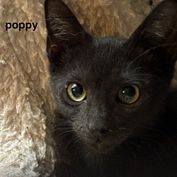 Thumbnail photo of poppy #2