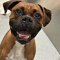adopt a pet