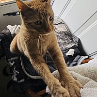 adopt a pet