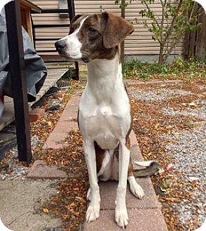 whippet looking for a home