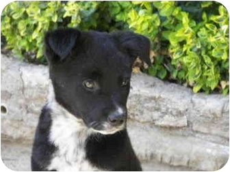 Ripley, OH - Australian Cattle Dog. Meet Black Jack Pet for Adoption - AdoptaPet.com