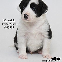 Thumbnail photo of Maverick (Foster) #1