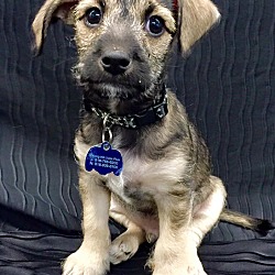Thumbnail photo of Hershey Puppy #3