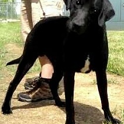 Thumbnail photo of NATCH(THE "ALL AMERICAN LAB" ! #2