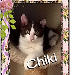 Photo of Chiki