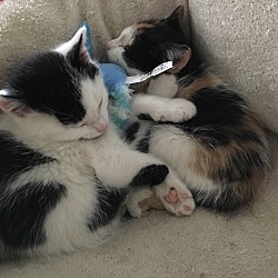 Thumbnail photo of 2 calico kittens #2