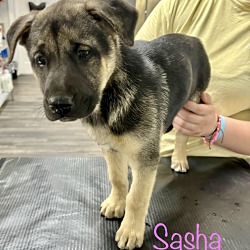 Photo of Sasha