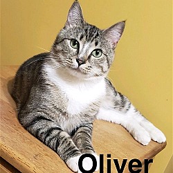 Photo of Oliver (24-245) & Twist (24-246)
